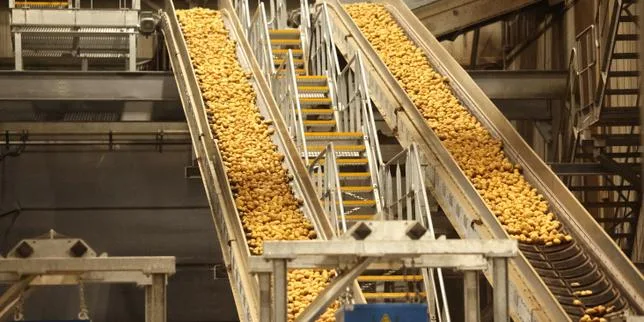 Des champs aux usines à frites, la crise de la pomme de terre frappe les Hauts-de-France