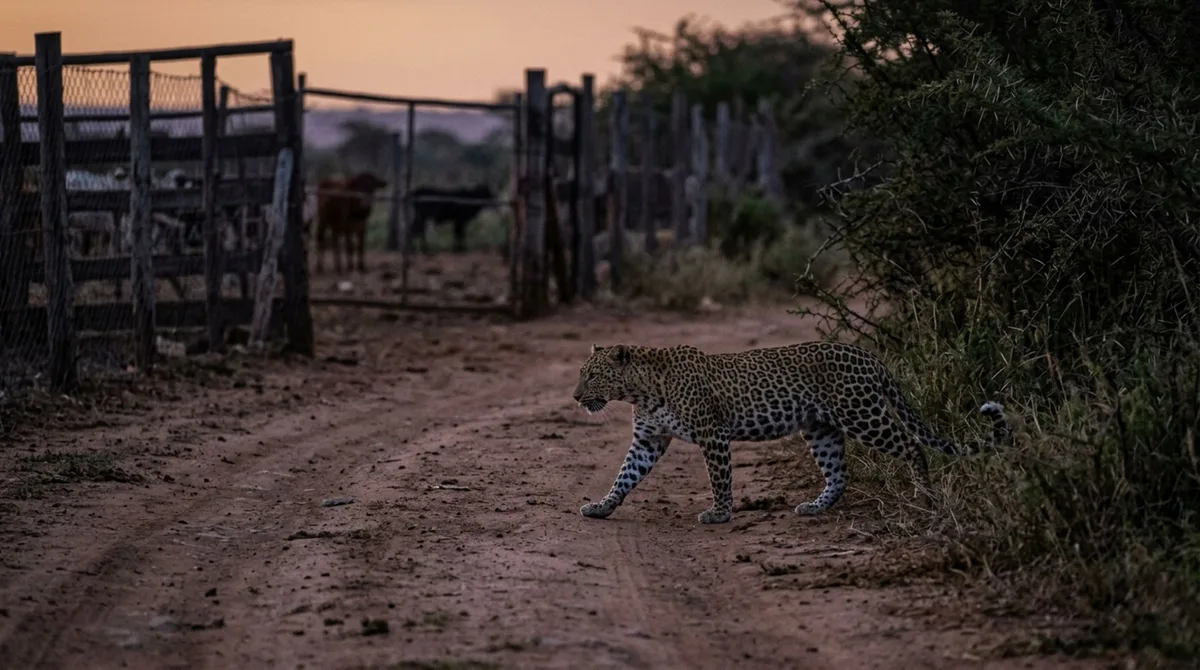 Durante todo o verão, tratador de gado vê o mesmo leopardo atravessar uma estrada de terra pouco antes do anoitecer, até encontrar marcas recorrentes junto ao bebedouro abandonado do outro lado da propriedade