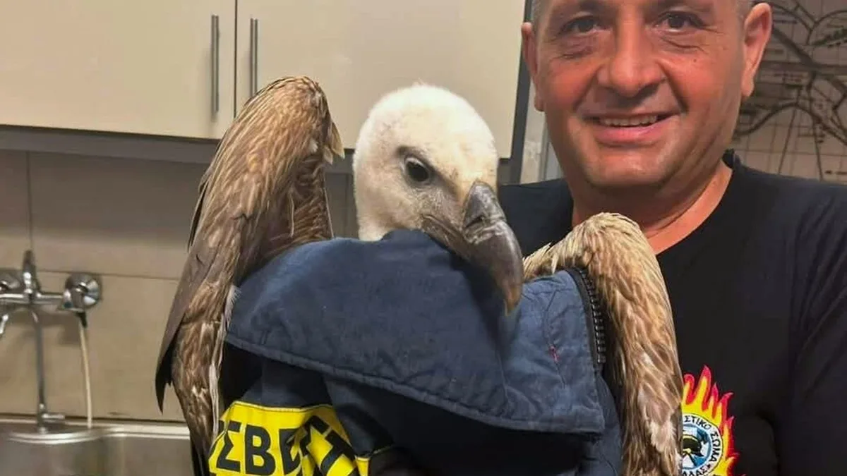 Tiere: Gänsegeier hindert Kreta-Flieger am Abheben