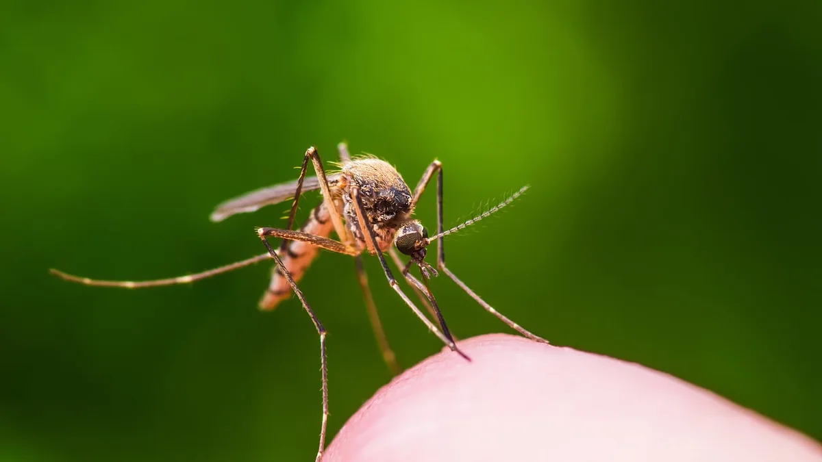 Gesundheit: West-Nil-Fieber breitet sich nach Baden-Württemberg aus