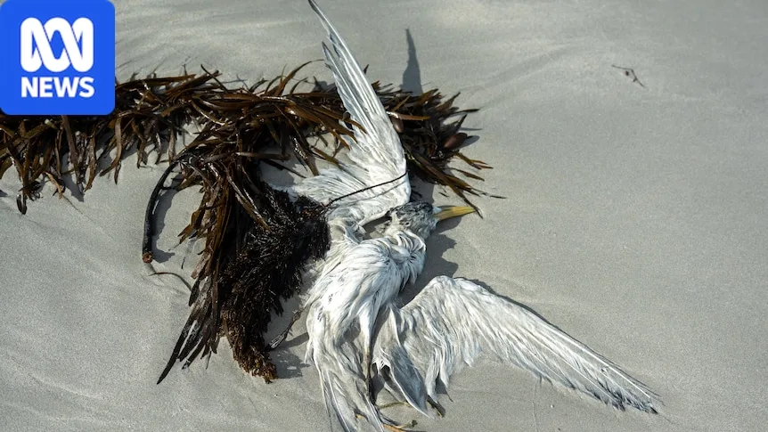 When hundreds of animals die from bird flu, what happens next?
