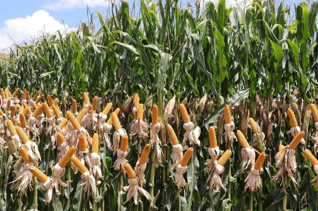 Comercialização do milho fica abaixo de 2025 e alcança 43,5% da safra