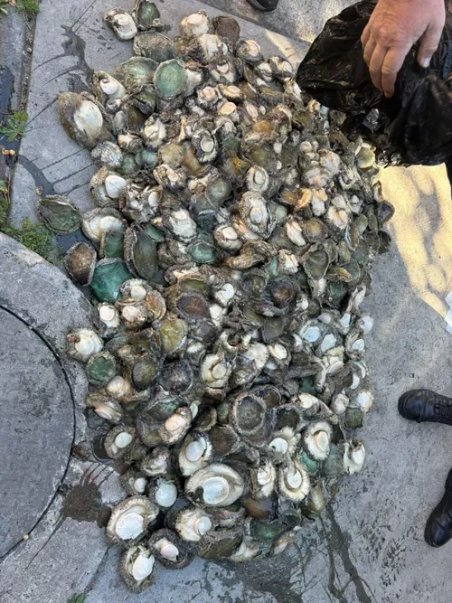 More than 1000 abalone seized in 24 hours
