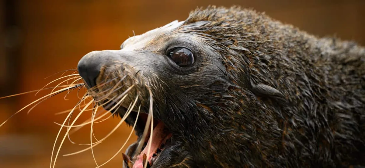 First mammal infected with bird flu in Australia as 'devastating virus' spreads beyond birdlife