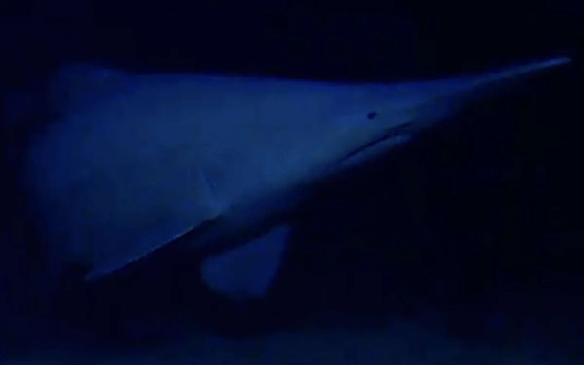 « Je n’aurais jamais cru que nous en verrions un vivant » : des scientifiques filment enfin un requin presque insaisissable
