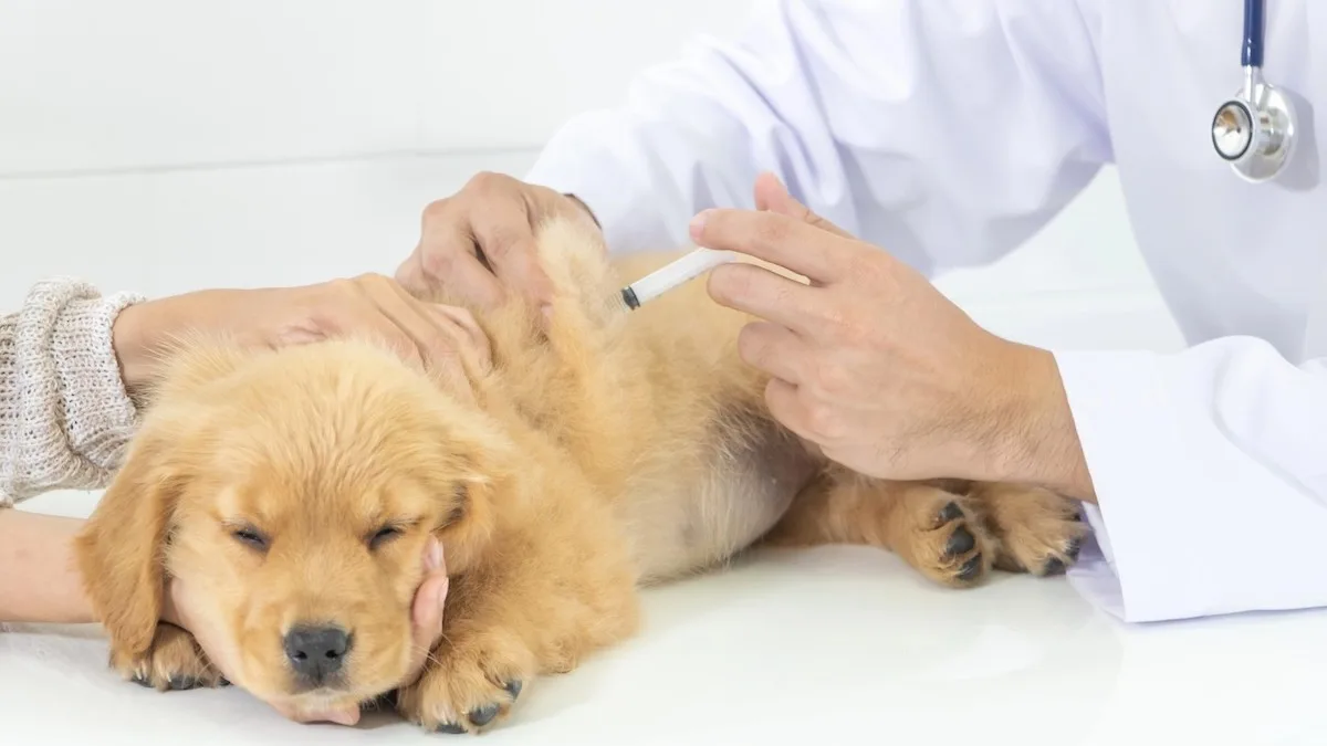 Proteção contra doenças de pets está nas vacinas do animal