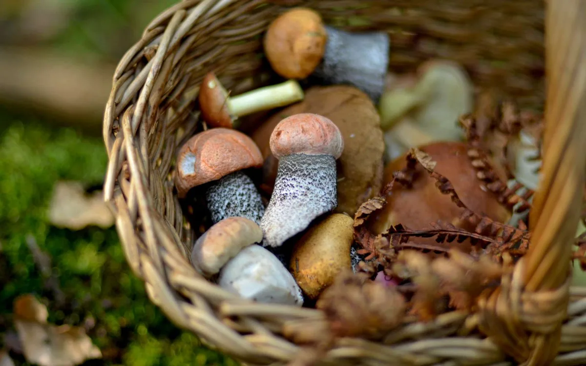 Champignons : ces espèces mortelles ressemblent à celles que vous ramassez, voici les pièges à éviter