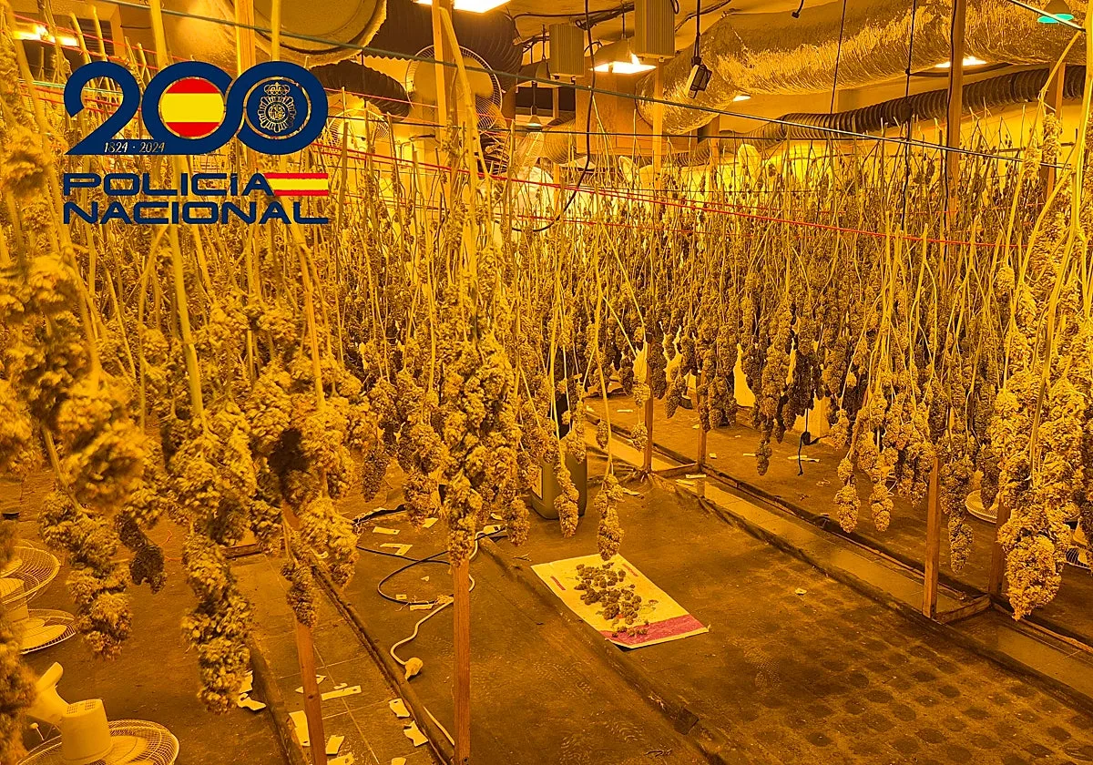 Dos viviendas bunkerizadas en el barrio sevillano de Padre Pío escondían una fábrica clandestina de marihuana