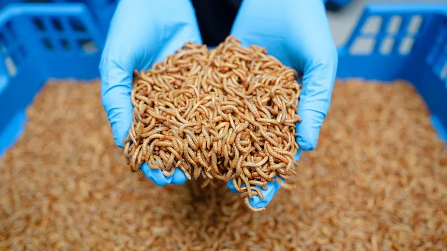 Lebensmittel mit Insekten: Warum gibt es keine Insekten auf unseren Tellern?