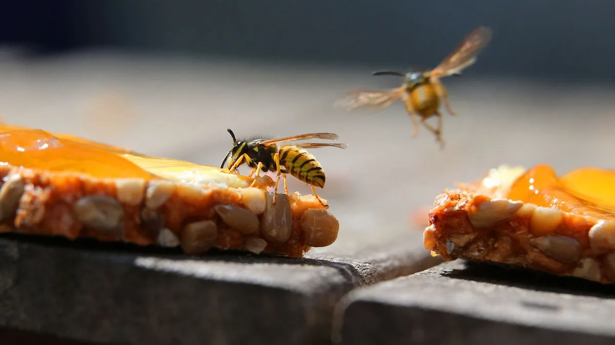 Heißer Tassenboden hilft gegen Bienen- und Wespenstiche