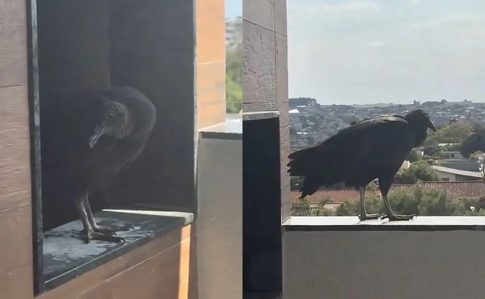 Urubu de estimação? Animal faz ninho em churrasqueira de apartamento e vira ‘morador’ inesperado em Cascavel; vídeo