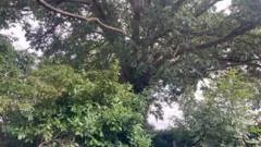 300-year-old oak protected by preservation order