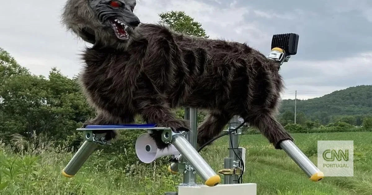 O problema? Ursos. A resposta? IA, drones e lobos-robô