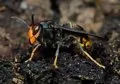 Empresas de Sanidad Ambiental alertan de la expansión de la avispa asiática y el aumento de garrapatas y mosquitos