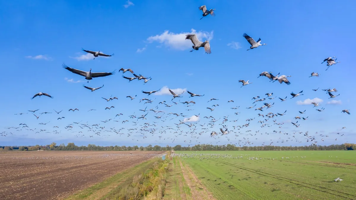 Es kommen Hunderttausende Kraniche - Jetzt beginnt Deutschlands schönste Flugshow