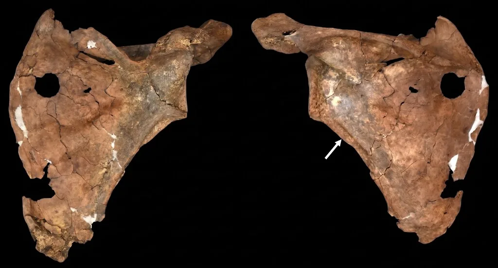 Hace 75.000 años una lanza atravesó el pecho de un neandertal. Sus restos indican que ya entonces cuidaban a sus heridos