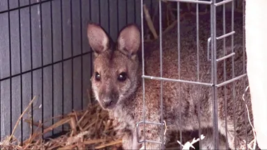 Polizei fängt Känguru bei Aachen ein
