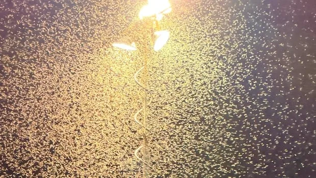 Moth madness at Pasadena festival symptom of spruce budworm battle in N.L.