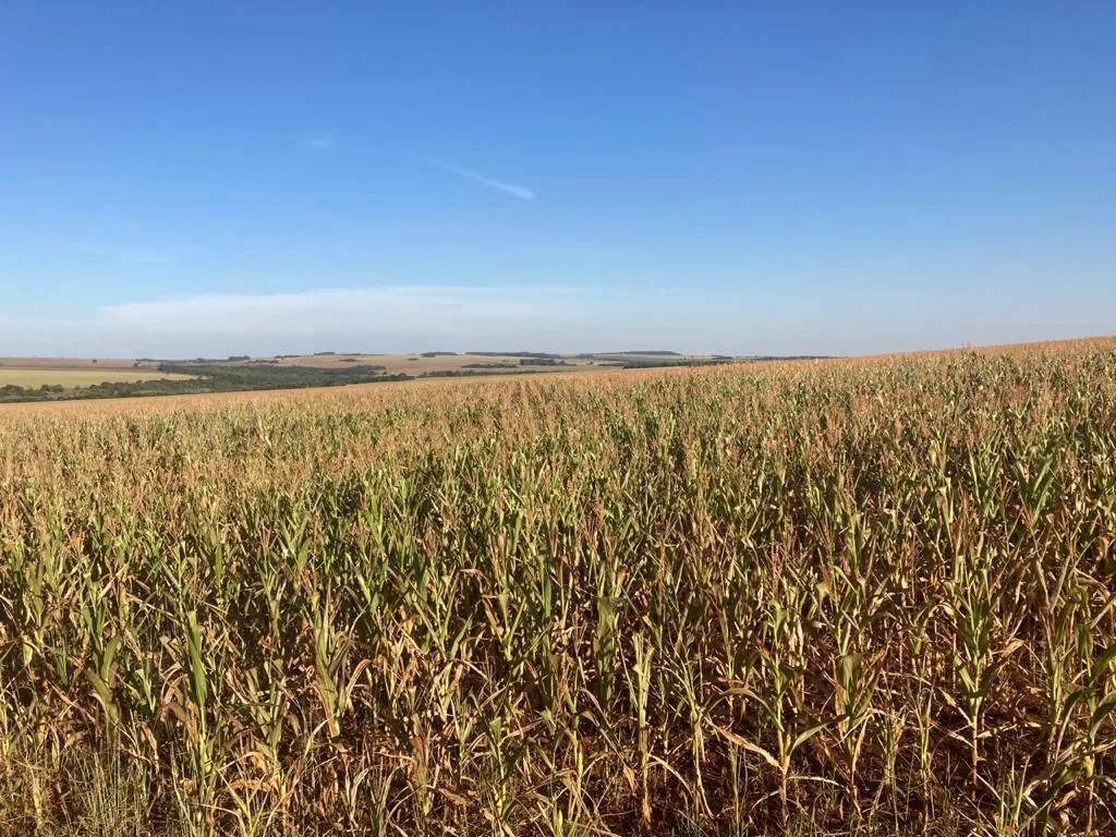 Seguro rural fica com metade do necessário no Orçamento de 2027, aponta estudo