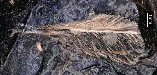 Dinosaurier-Kot: 66 Millionen Jahre alte Feder könnte Hinweise auf Vogelsterben liefern