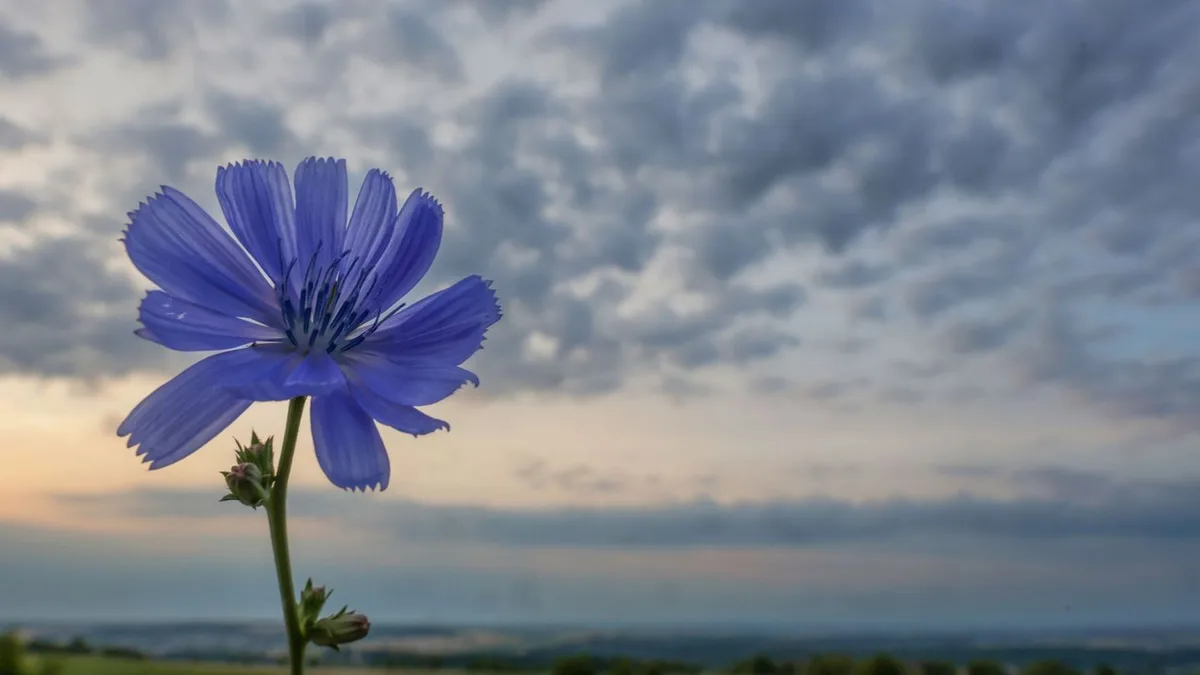 Wettervorhersage: Wechselhaftes Wetter ohne extreme Sommertemperaturen