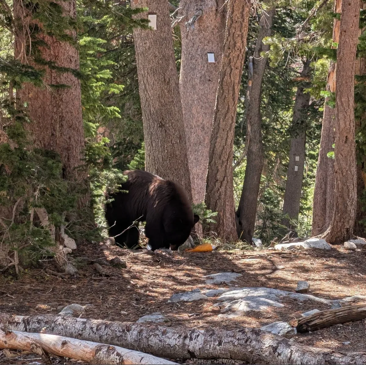 Park Service Kills Bear Corrupted by Humans’ Bad Behavior