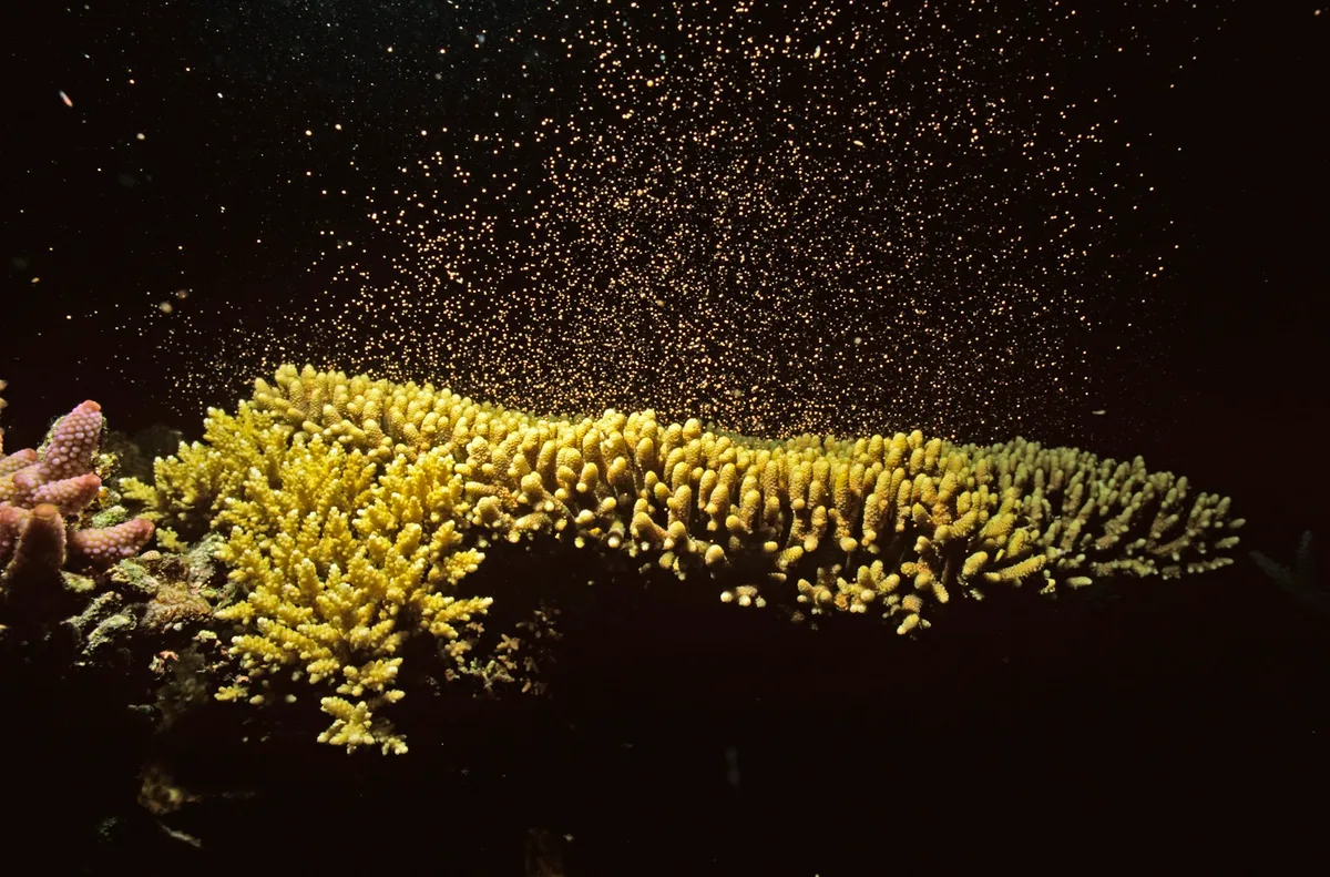 Spawning coral release quintillions of eggs each year: new research