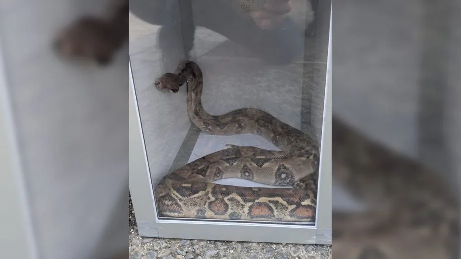 Un serpent exotique caché dans le moteur d'une voiture, une découverte inattendue à Colomiers
