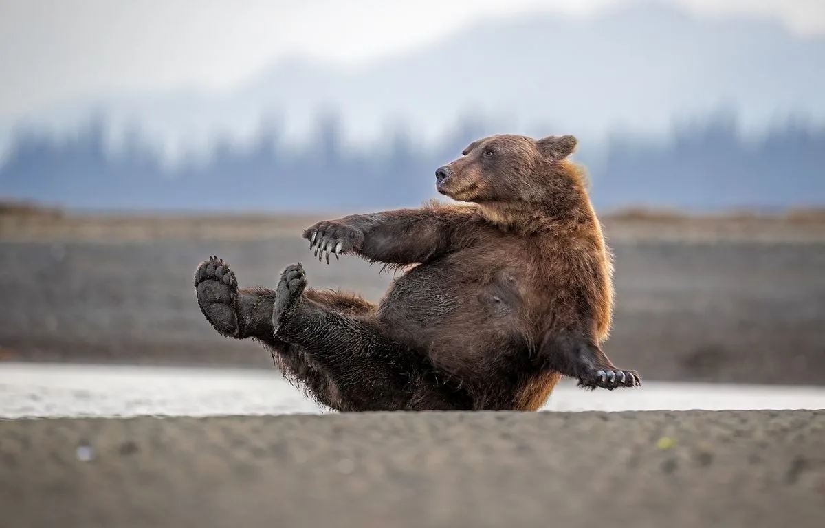 En images - Les photos d’animaux les plus drôles des « Comedy Wildlife Awards »