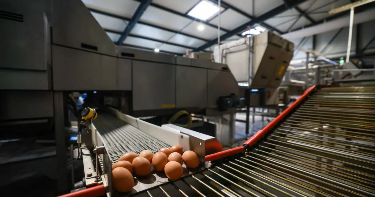 Doubs. Une employée de 30 ans d'un producteur d’œufs décède sur le tapis d'un convoyeur