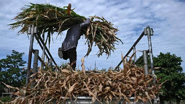 WMO: El Niño strengthening, expected to peak in December
