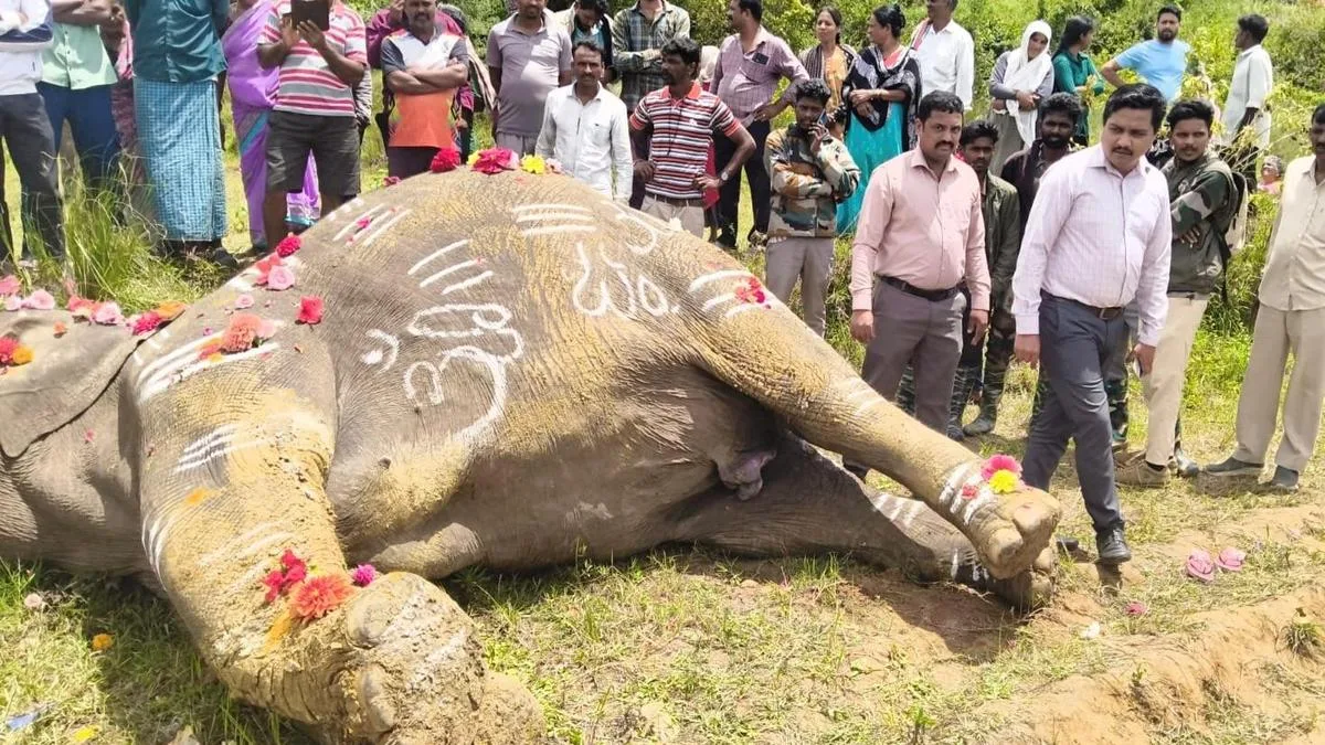 Elephant found dead in Belur