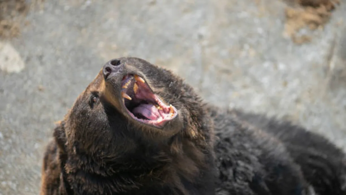 Japan culled 14,000+ bears after record attacks, plans to remove 8,800 more