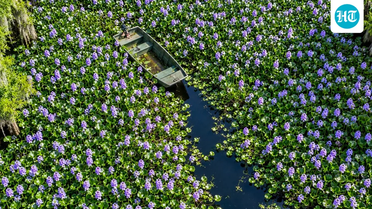 Florida embraced water hyacinth for its purple flowers in the 1880s; after spreading past 120,000 acres, it was cut it to about 2,000 acres statewide