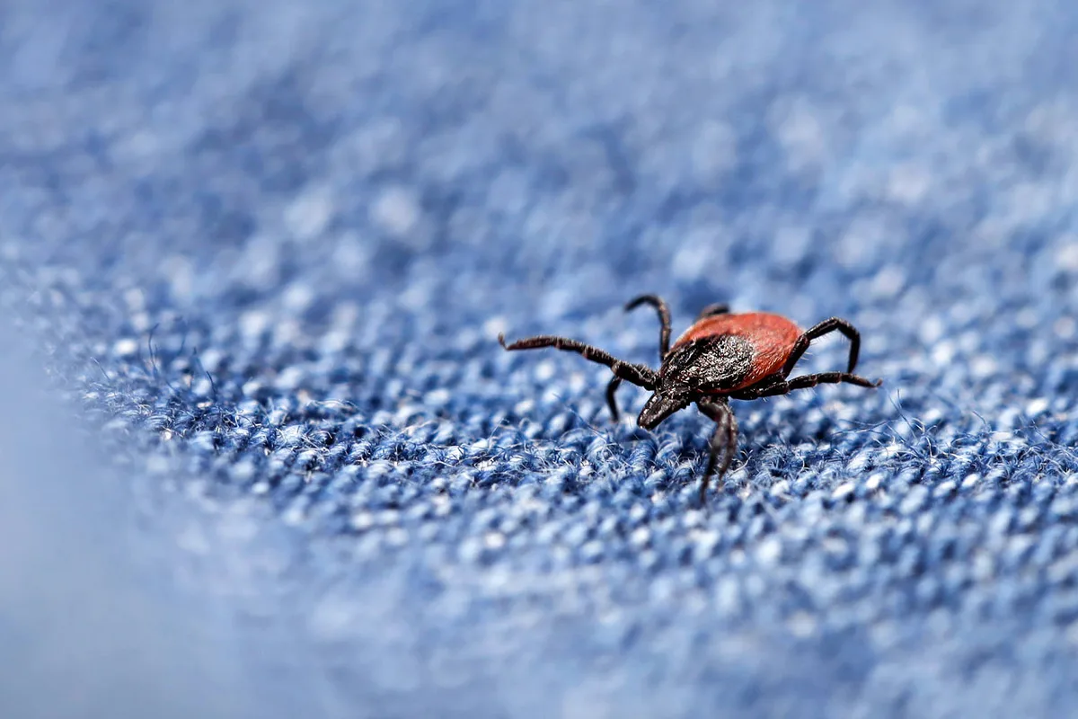 Ticks that cause Lyme and other diseases have migrated south. Are doctors ready?