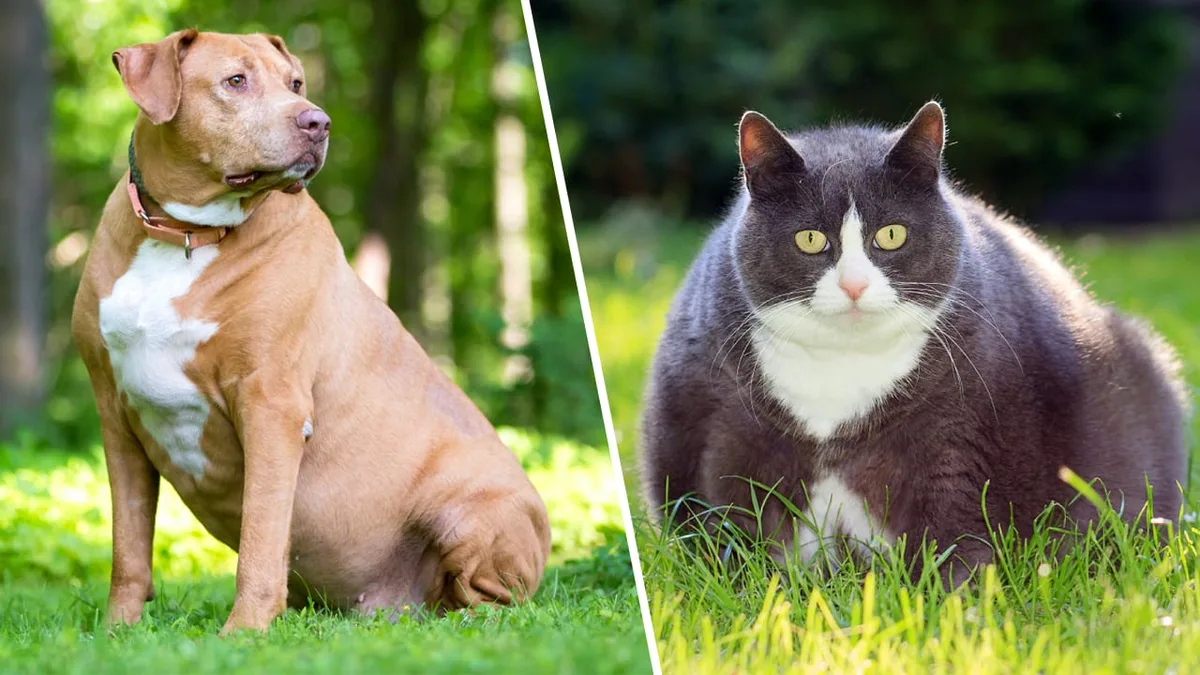 Keiner merkt’s - Extra-Kilos können Ihr Haustier Lebensjahre kosten
