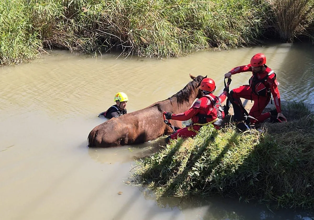 El complicado rescate en helicóptero de un caballo atrapado en un estanque