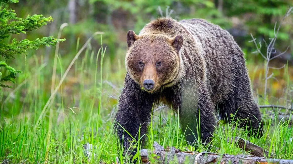 'I literally think this is going to be it for me': Hiker recounts grizzly bear encounter in Canada