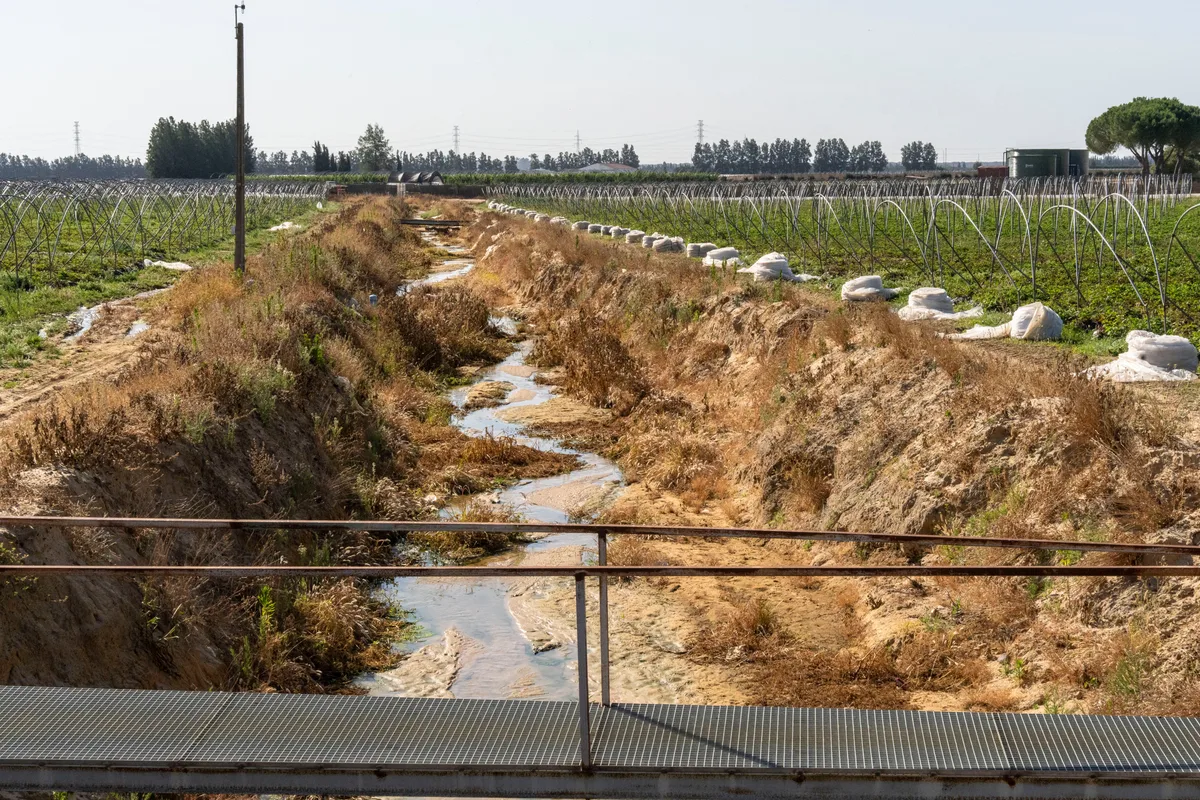 Doñana sigue bajo la lupa de la Unesco: “La Junta de Andalucía no ha cumplido con la restauración de los corredores ecológicos”
