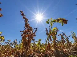 Neue Hitze-Rekorde: DWD meldet den zweitwärmsten Sommer seit Aufzeichnung