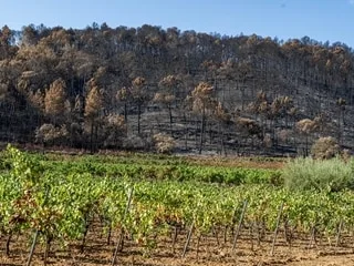 Après « un mois de combat », le feu du Gros Bessillon dans le Var officiellement éteint