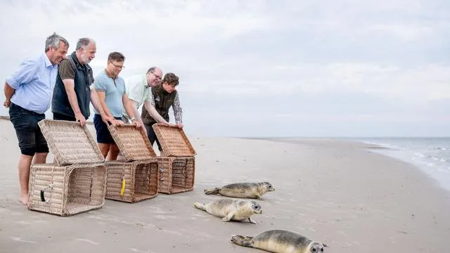 Auswilderung in der Nordsee: Aufgepäppelte Seehunde kehren zurück ins Wattenmeer