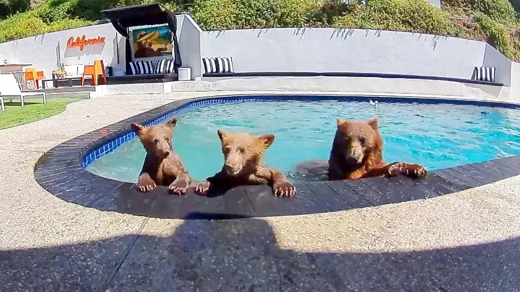 'Compartilhamos a casa com uma família de ursos que toma banho vários dias por semana na nossa piscina'