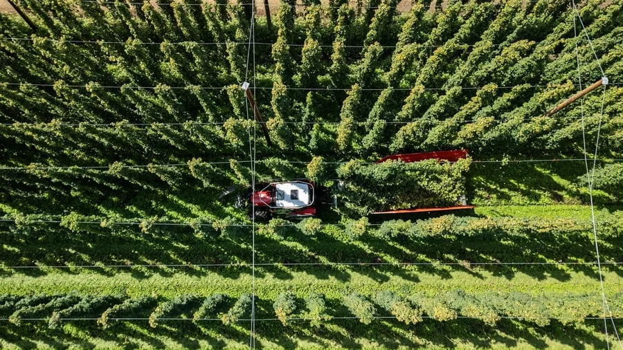 Landwirtschaft: Sinkender Bierkonsum und Hitze: Hopfenpflanzer in Dauerkrise