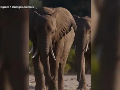 WATCH: Nat Geo's 'Moment on the Earth' spotlights the wonders of elephants