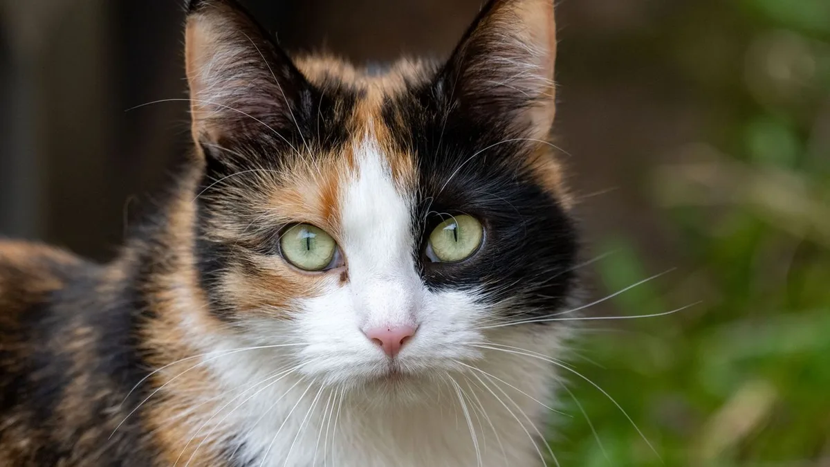 Tierisches Missgeschick: Katze dreht Wasserhahn auf – Wohnung unter Wasser