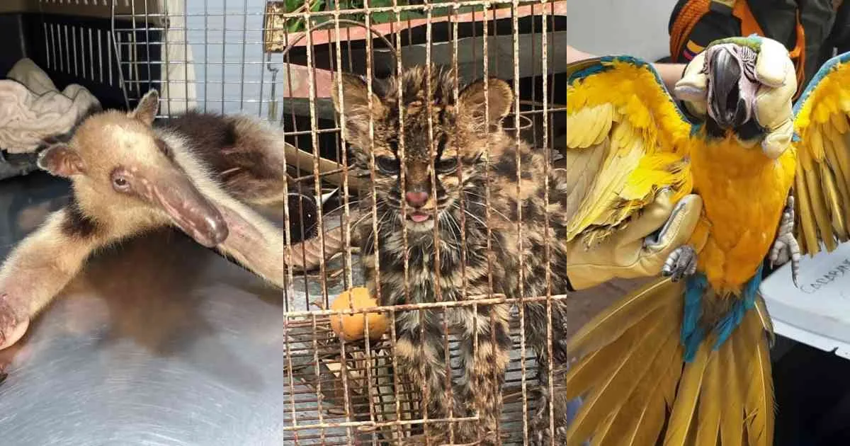 Al menos 165.000 animales fueron víctimas del tráfico de fauna silvestre en Colombia entre 2021 y 2024