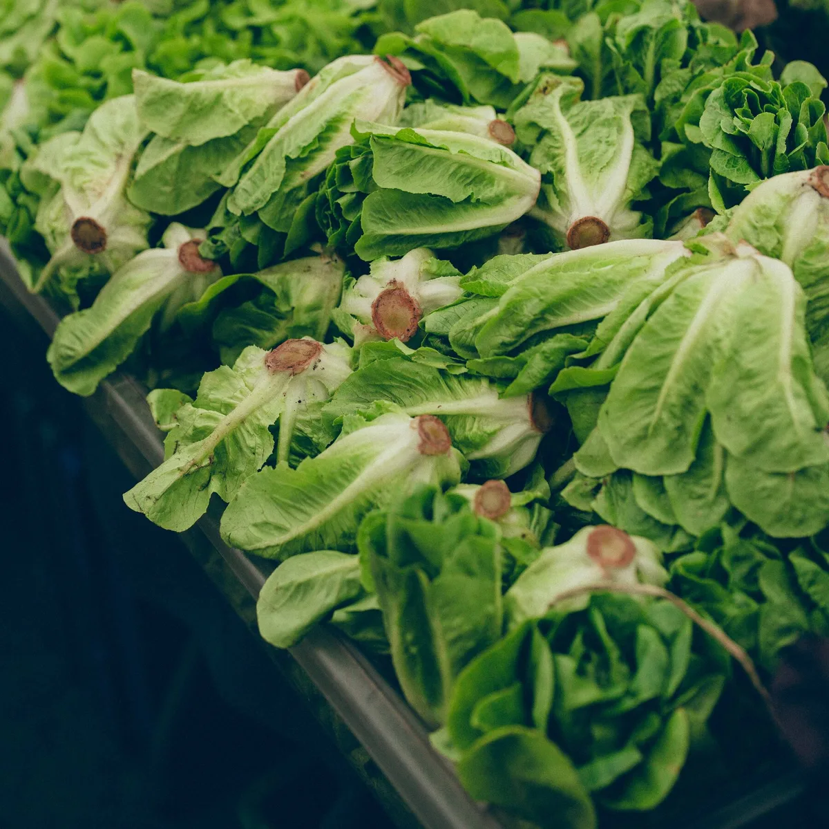Is It Safe to Eat Lettuce and Other Fresh Produce as Cyclospora Outbreak Wanes?