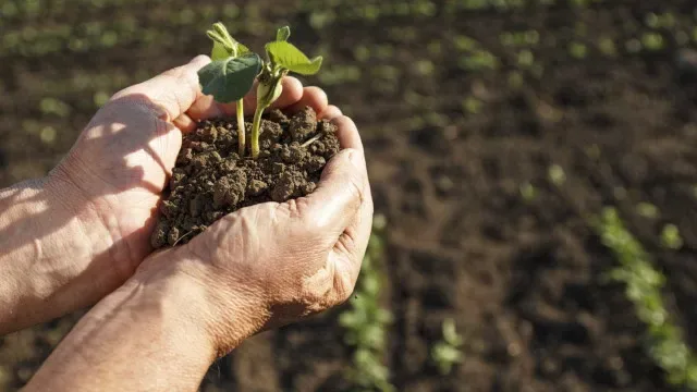 Agricultores de Serpa desafiam ministro: Rendimentos triplicados?