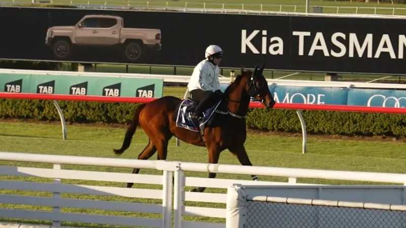 Trainer happy with Everest favourite